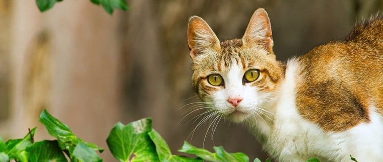 chat nature